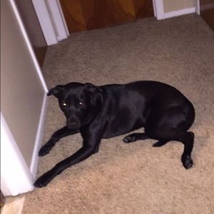 Meet your Posher, Lally